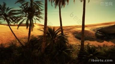 沙漠地带<strong>绿洲</strong>的棕榈树
